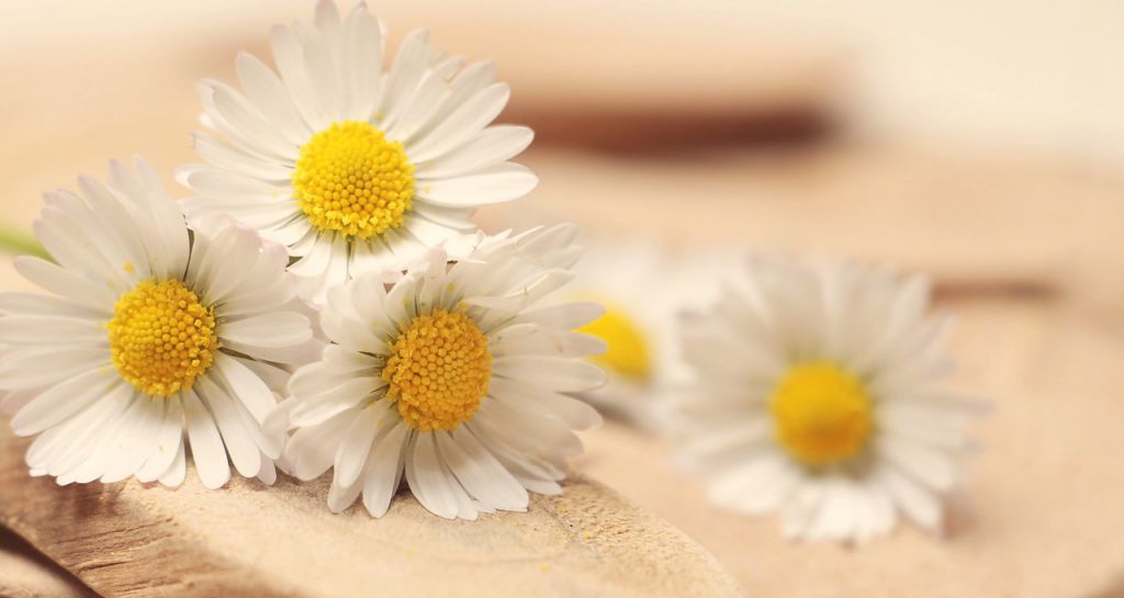 Marguerite